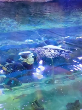 しながわ水族館に投稿された画像（2023/12/30）