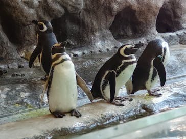しながわ水族館に投稿された画像（2023/12/30）