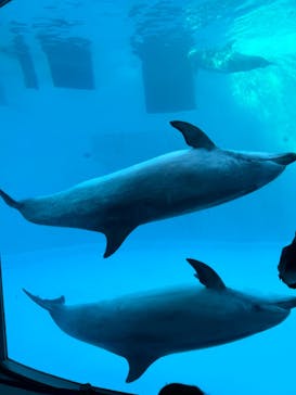 名古屋港水族館に投稿された画像（2023/12/30）