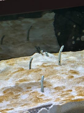 名古屋港水族館に投稿された画像（2023/12/30）