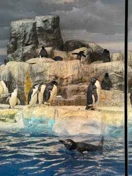 名古屋港水族館に投稿された画像（2023/12/30）