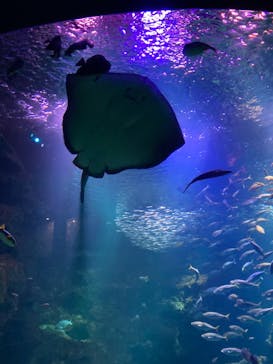 京都水族館に投稿された画像（2023/12/30）