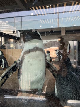 京都水族館に投稿された画像（2023/12/30）