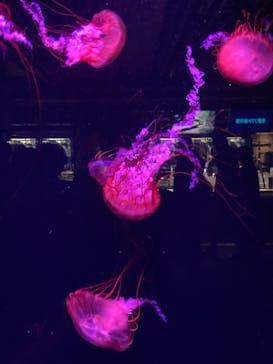 京都水族館に投稿された画像（2023/12/30）