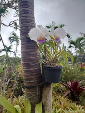 ナゴパイナップルパークに投稿された画像（2023/12/30）