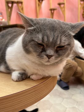猫カフェモカ イオンモール大日店に投稿された画像（2023/12/30）