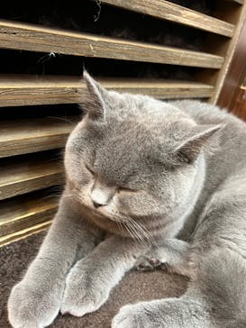 猫カフェモカ イオンモール大日店に投稿された画像（2023/12/30）