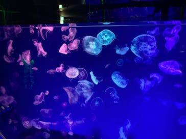 名古屋港水族館に投稿された画像（2023/12/30）