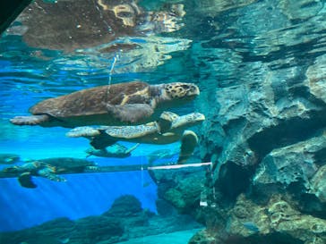 名古屋港水族館に投稿された画像（2023/12/30）