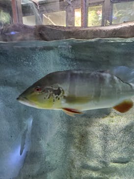 カワスイ 川崎⽔族館に投稿された画像（2023/12/30）