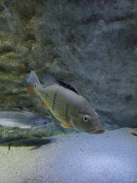 カワスイ 川崎⽔族館に投稿された画像（2023/12/30）