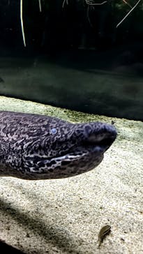 カワスイ 川崎⽔族館に投稿された画像（2023/12/30）