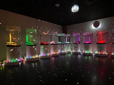 NARA KINGYO MUSEUMに投稿された画像（2023/12/30）