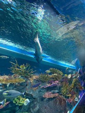 DMMかりゆし水族館に投稿された画像（2023/12/30）