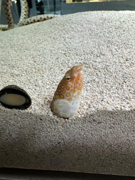 AOAO SAPPOROに投稿された画像（2023/12/30）