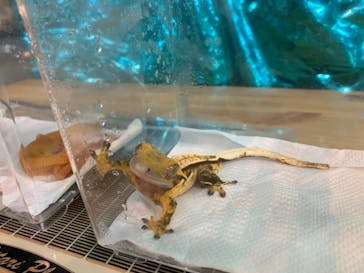 いきもの探検隊上尾に投稿された画像（2023/12/30）