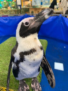 いきもの探検隊上尾に投稿された画像（2023/12/30）