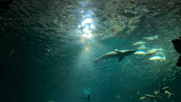 新江ノ島水族館に投稿された画像（2023/12/30）