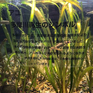 カワスイ 川崎⽔族館に投稿された画像（2023/12/30）