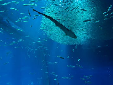 アクアワールド茨城県大洗水族館に投稿された画像（2023/12/30）