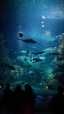 新江ノ島水族館に投稿された画像（2023/12/30）