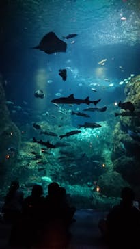 新江ノ島水族館に投稿された画像（2023/12/30）