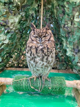 いきもの探検隊上尾に投稿された画像（2023/12/30）