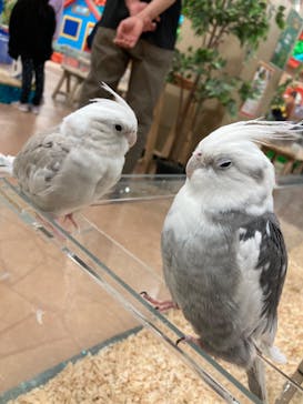 いきもの探検隊上尾に投稿された画像（2023/12/30）