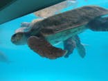 沖縄美ら海水族館に投稿された画像（2023/12/30）