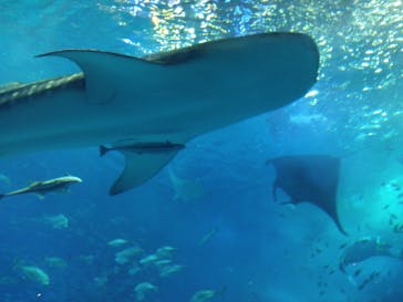 沖縄美ら海水族館に投稿された画像（2023/12/30）