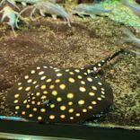 サンシャイン水族館に投稿された画像（2023/12/30）