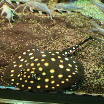 サンシャイン水族館に投稿された画像（2023/12/30）