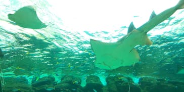 名古屋港水族館に投稿された画像（2023/12/30）