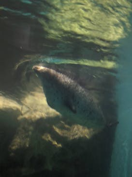 アクアワールド茨城県大洗水族館に投稿された画像（2023/12/30）