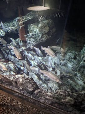 アクアワールド茨城県大洗水族館に投稿された画像（2023/12/30）