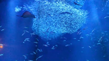 アクアワールド茨城県大洗水族館に投稿された画像（2023/12/30）