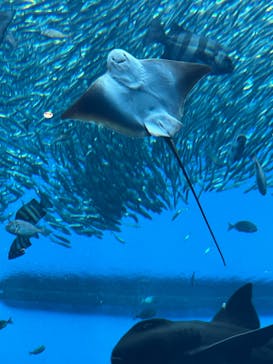 仙台うみの杜水族館に投稿された画像（2023/12/30）