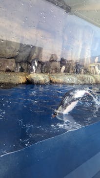 仙台うみの杜水族館に投稿された画像（2023/12/30）