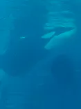 名古屋港水族館に投稿された画像（2023/12/31）
