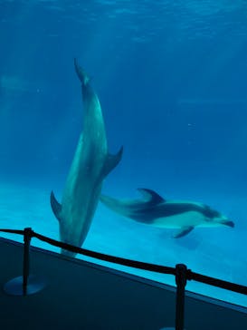 名古屋港水族館に投稿された画像（2023/12/30）