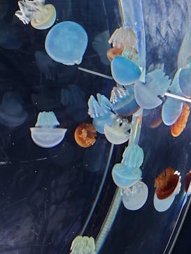 名古屋港水族館に投稿された画像（2023/12/30）