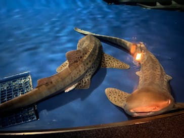 新江ノ島水族館に投稿された画像（2023/12/30）