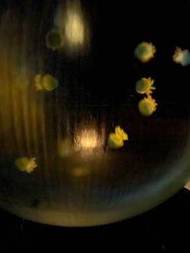 新江ノ島水族館に投稿された画像（2023/12/30）