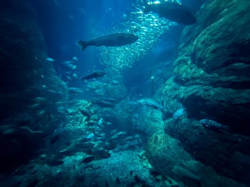 新江ノ島水族館に投稿された画像（2023/12/30）