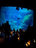 新江ノ島水族館に投稿された画像（2023/12/31）