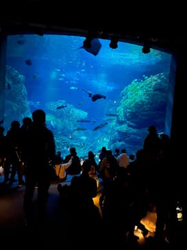 新江ノ島水族館に投稿された画像（2023/12/30）