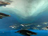 名古屋港水族館に投稿された画像（2023/12/31）