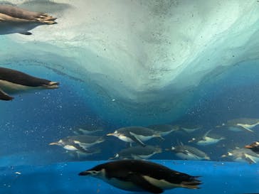 名古屋港水族館に投稿された画像（2023/12/30）