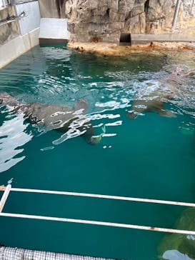 大分マリーンパレス水族館 「うみたまご」に投稿された画像（2023/12/31）