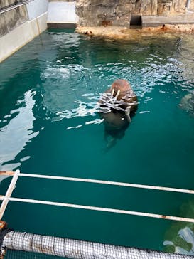 大分マリーンパレス水族館 「うみたまご」に投稿された画像（2023/12/31）